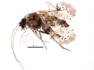  ( - BIOUG09595-G12)  @14 [ ] CreativeCommons - Attribution (2016) CBG Photography Group Centre for Biodiversity Genomics