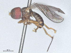  ( - BIOUG09654-B09)  @11 [ ] CreativeCommons - Attribution Share - Alike (2025) CBG Photography Group Centre for Biodiversity Genomics