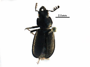  (Platycerus marginalis - BIOUG19252-C06)  @14 [ ] CreativeCommons - Attribution (2016) CBG Photography Group Centre for Biodiversity Genomics