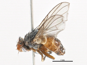  (Ceromya oriens - BIOUG19254-A04)  @15 [ ] CreativeCommons - Attribution (2015) CBG Photography Group Centre for Biodiversity Genomics