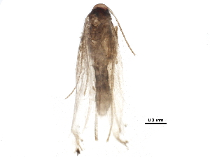  ( - BIOUG19375-A11)  @13 [ ] CreativeCommons - Attribution (2015) CBG Photography Group Centre for Biodiversity Genomics