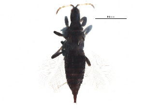  ( - BIOUG19375-D05)  @14 [ ] CreativeCommons - Attribution (2015) CBG Photography Group Centre for Biodiversity Genomics