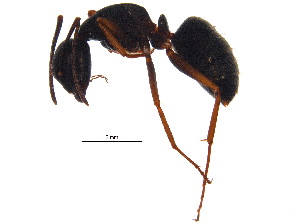  ( - BIOUG19529-D09)  @13 [ ] CreativeCommons - Attribution (2015) CBG Photography Group Centre for Biodiversity Genomics