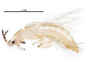  ( - BIOUG19864-B06)  @12 [ ] CreativeCommons - Attribution (2015) CBG Photography Group Centre for Biodiversity Genomics