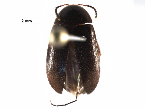  (Synstrophus repandus - BIOUG20190-D12)  @15 [ ] CreativeCommons - Attribution (2016) CBG Photography Group Centre for Biodiversity Genomics