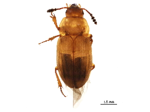  (Macrohydnobius matthewsii - BIOUG20368-D12)  @14 [ ] CreativeCommons - Attribution (2015) CBG Photography Group Centre for Biodiversity Genomics