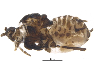  (Aphis cercocarpi - BIOUG20372-C05)  @13 [ ] CreativeCommons - Attribution (2015) CBG Photography Group Centre for Biodiversity Genomics