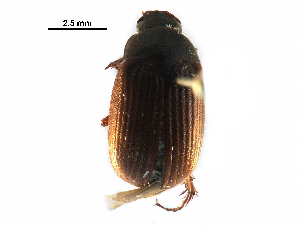  ( - BIOUG18955-F04)  @13 [ ] CreativeCommons - Attribution (2016) CBG Photography Group Centre for Biodiversity Genomics