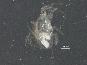  ( - BIOUG19243-C07)  @12 [ ] CreativeCommons - Attribution (2015) CBG Photography Group Centre for Biodiversity Genomics