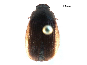  ( - BIOUG19562-D04)  @13 [ ] CreativeCommons - Attribution (2016) CBG Photography Group Centre for Biodiversity Genomics
