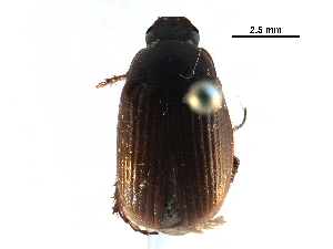  ( - BIOUG19562-D05)  @13 [ ] CreativeCommons - Attribution (2016) CBG Photography Group Centre for Biodiversity Genomics