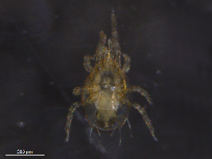  ( - BIOUG19843-D05)  @11 [ ] CreativeCommons - Attribution (2019) CBG Photography Group Centre for Biodiversity Genomics