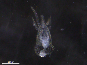  ( - BIOUG19843-D06)  @11 [ ] CreativeCommons - Attribution (2019) CBG Photography Group Centre for Biodiversity Genomics