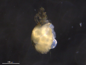  ( - BIOUG19999-H04)  @11 [ ] CreativeCommons - Attribution (2019) CBG Photography Group Centre for Biodiversity Genomics