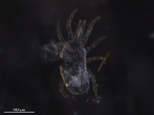  ( - BIOUG20001-E03)  @11 [ ] CreativeCommons - Attribution (2019) CBG Photography Group Centre for Biodiversity Genomics