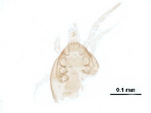  ( - BIOUG19194-A01)  @12 [ ] CreativeCommons - Attribution (2015) CBG Photography Group Centre for Biodiversity Genomics