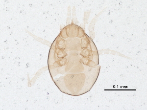  ( - BIOUG19194-C04)  @13 [ ] CreativeCommons - Attribution (2015) CBG Photography Group Centre for Biodiversity Genomics