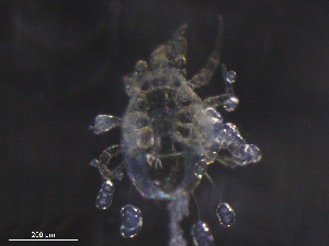  ( - BIOUG19510-B12)  @11 [ ] CreativeCommons - Attribution (2019) CBG Photography Group Centre for Biodiversity Genomics