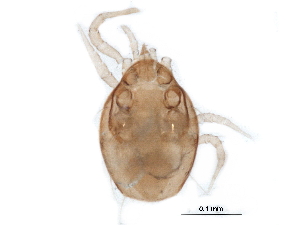  (Proprioseiopsis sp. JCS14 - BIOUG19510-H05)  @13 [ ] CreativeCommons - Attribution (2015) CBG Photography Group Centre for Biodiversity Genomics