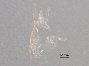  (Amblyseius sp. JCS26 - BIOUG20817-G10)  @12 [ ] CreativeCommons - Attribution (2015) CBG Photography Group Centre for Biodiversity Genomics