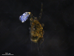  ( - BIOUG20817-H08)  @11 [ ] CreativeCommons - Attribution (2019) CBG Photography Group Centre for Biodiversity Genomics