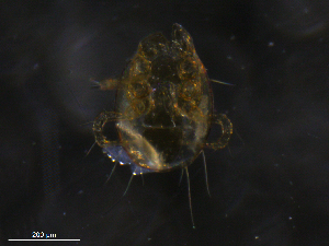  ( - BIOUG20818-A07)  @11 [ ] CreativeCommons - Attribution (2019) CBG Photography Group Centre for Biodiversity Genomics