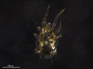  ( - BIOUG20818-A11)  @11 [ ] CreativeCommons - Attribution (2019) CBG Photography Group Centre for Biodiversity Genomics