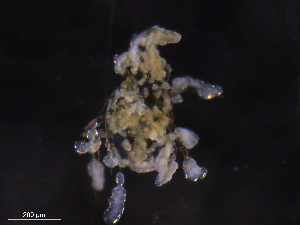  ( - BIOUG20818-C07)  @11 [ ] CreativeCommons - Attribution (2019) CBG Photography Group Centre for Biodiversity Genomics