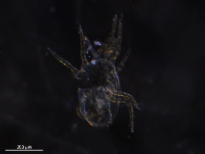  ( - BIOUG20818-C09)  @11 [ ] CreativeCommons - Attribution (2019) CBG Photography Group Centre for Biodiversity Genomics