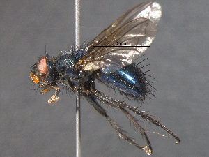  ( - BIOUG02740-D04)  @12 [ ] CreativeCommons - Attribution (2012) CBG Photography Group Centre for Biodiversity Genomics