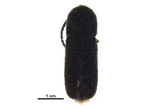  ( - BIOUG03648-B10)  @11 [ ] CreativeCommons - Attribution (2018) CBG Photography Group Centre for Biodiversity Genomics