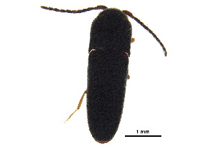  ( - BIOUG03648-C08)  @11 [ ] CreativeCommons - Attribution (2018) CBG Photography Group Centre for Biodiversity Genomics