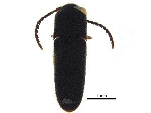  ( - BIOUG03648-D05)  @11 [ ] CreativeCommons - Attribution (2018) CBG Photography Group Centre for Biodiversity Genomics