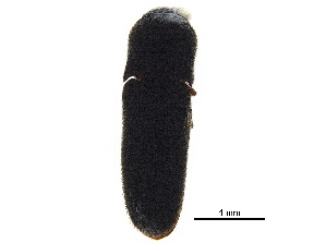  ( - BIOUG03648-D06)  @11 [ ] CreativeCommons - Attribution (2018) CBG Photography Group Centre for Biodiversity Genomics