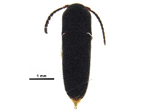  ( - BIOUG03648-E04)  @11 [ ] CreativeCommons - Attribution (2018) CBG Photography Group Centre for Biodiversity Genomics