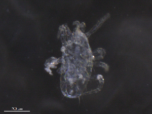  ( - BIOUG07005-A12)  @11 [ ] CreativeCommons - Attribution (2019) CBG Photography Group Centre for Biodiversity Genomics