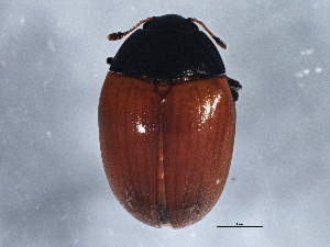  (Tritoma sanguinipennis - BIOUG06958-D04)  @14 [ ] CreativeCommons - Attribution (2013) CBG Photography Group Centre for Biodiversity Genomics