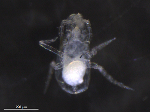  ( - BIOUG07034-F10)  @11 [ ] CreativeCommons - Attribution (2019) CBG Photography Group Centre for Biodiversity Genomics
