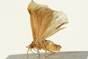  ( - BIOUG07571-E11)  @13 [ ] CreativeCommons - Attribution (2014) CBG Photography Group Centre for Biodiversity Genomics