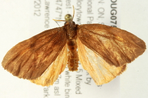  ( - BIOUG07571-F02)  @13 [ ] CreativeCommons - Attribution (2014) CBG Photography Group Centre for Biodiversity Genomics