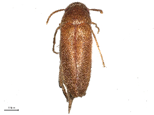  ( - BIOUG06958-H11)  @11 [ ] CreativeCommons - Attribution Share - Alike (2025) CBG Photography Group Centre for Biodiversity Genomics