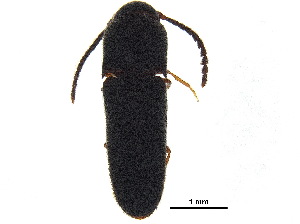 ( - BIOUG07026-B06)  @11 [ ] CreativeCommons - Attribution (2018) CBG Photography Group Centre for Biodiversity Genomics