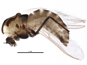  (Orthocladius dorenus - BIOUG19219-A10)  @14 [ ] CreativeCommons - Attribution (2015) CBG Photography Group Centre for Biodiversity Genomics