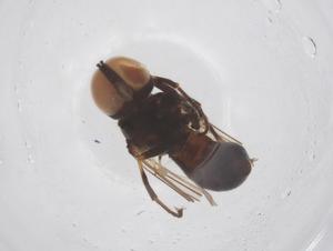  ( - BIOUG19103-G03)  @11 [ ] CreativeCommons - Attribution Share - Alike (2025) Centre for Biodiversity Genomics Centre for Biodiversity Genomics