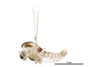  ( - BIOUG19204-D11)  @13 [ ] CreativeCommons - Attribution (2016) CBG Photography Group Centre for Biodiversity Genomics