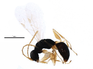  (Lonchodryinus ruficornis - BIOUG19214-A08)  @14 [ ] CreativeCommons - Attribution (2015) CBG Photography Group Centre for Biodiversity Genomics