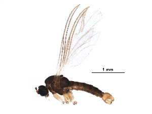  ( - BIOUG18960-C12)  @11 [ ] CreativeCommons - Attribution (2017) CBG Photography Group Centre for Biodiversity Genomics