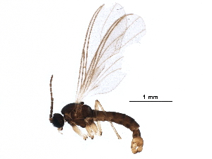  ( - BIOUG18960-E11)  @11 [ ] CreativeCommons - Attribution (2017) CBG Photography Group Centre for Biodiversity Genomics