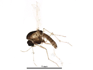  (Corynoneura sp. 9ES - BIOUG20764-C07)  @14 [ ] CreativeCommons - Attribution (2016) CBG Photography Group Centre for Biodiversity Genomics