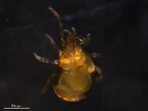  ( - BIOUG20795-D09)  @11 [ ] CreativeCommons - Attribution (2019) CBG Photography Group Centre for Biodiversity Genomics